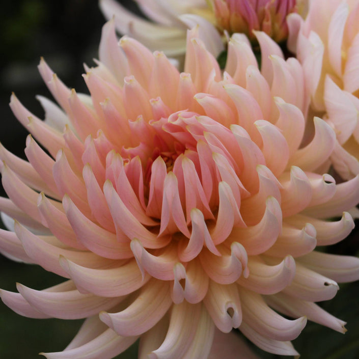 Henriette - Mount Mera Botanical - Dahlia