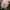 Henriette - Mount Mera Botanical - Dahlia