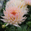 Henriette - Mount Mera Botanical - Dahlia