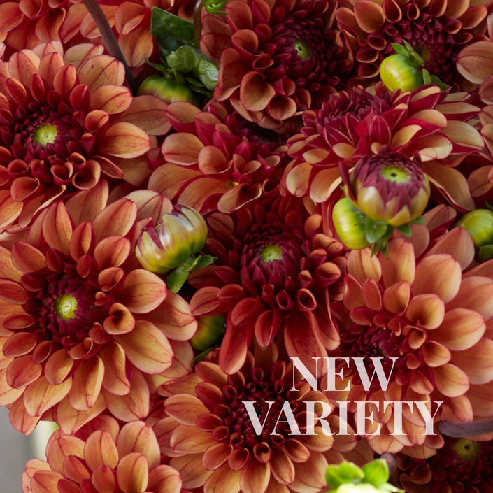 High Fidelity - Mount Mera Botanical - Dahlia