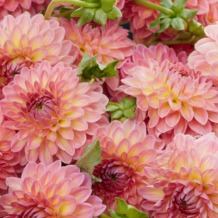 Hillcrest Suffusion - Mount Mera Botanical - Dahlia