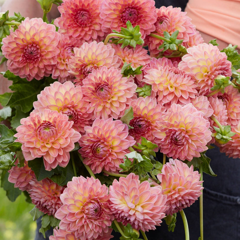 Hillcrest Suffusion - Mount Mera Botanical - Dahlia