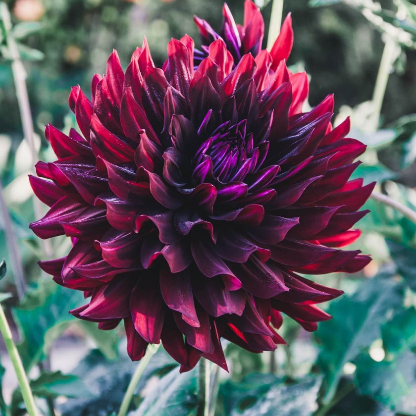 Hollyhill Black Beauty - Mount Mera Botanical - Dahlia