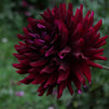 Hollyhill Black Beauty - Mount Mera Botanical - Dahlia