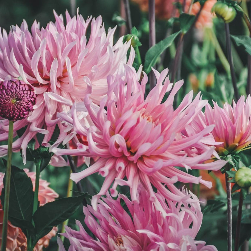 Hollyhill Cotton Candy - Mount Mera Botanical - Dahlia