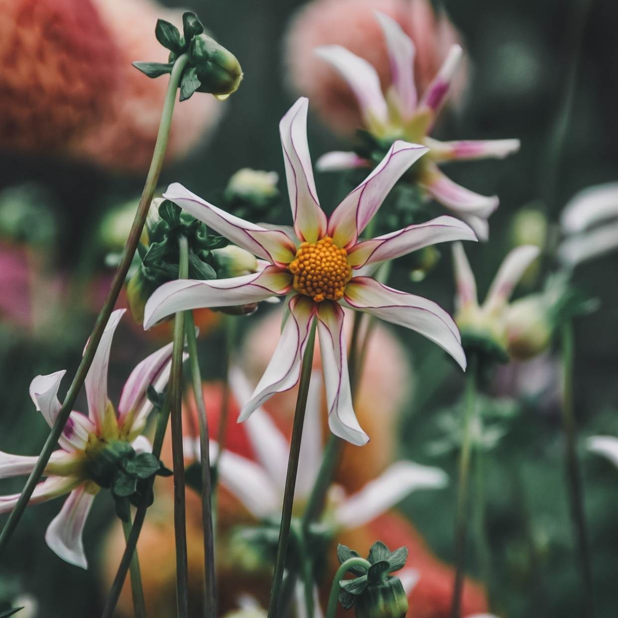 Honka Fragile - Mount Mera Botanical - Dahlia