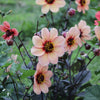 HS Kiss - Mount Mera Botanical - Dahlia