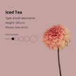 Iced Tea * - Mount Mera Botanical - Dahlia