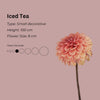 Iced Tea * - Mount Mera Botanical - Dahlia