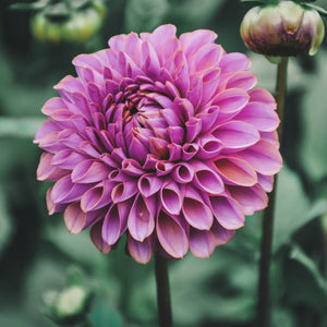 Isabel - Mount Mera Botanical - Dahlia