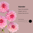 Islander* - Mount Mera Botanical - Dahlia