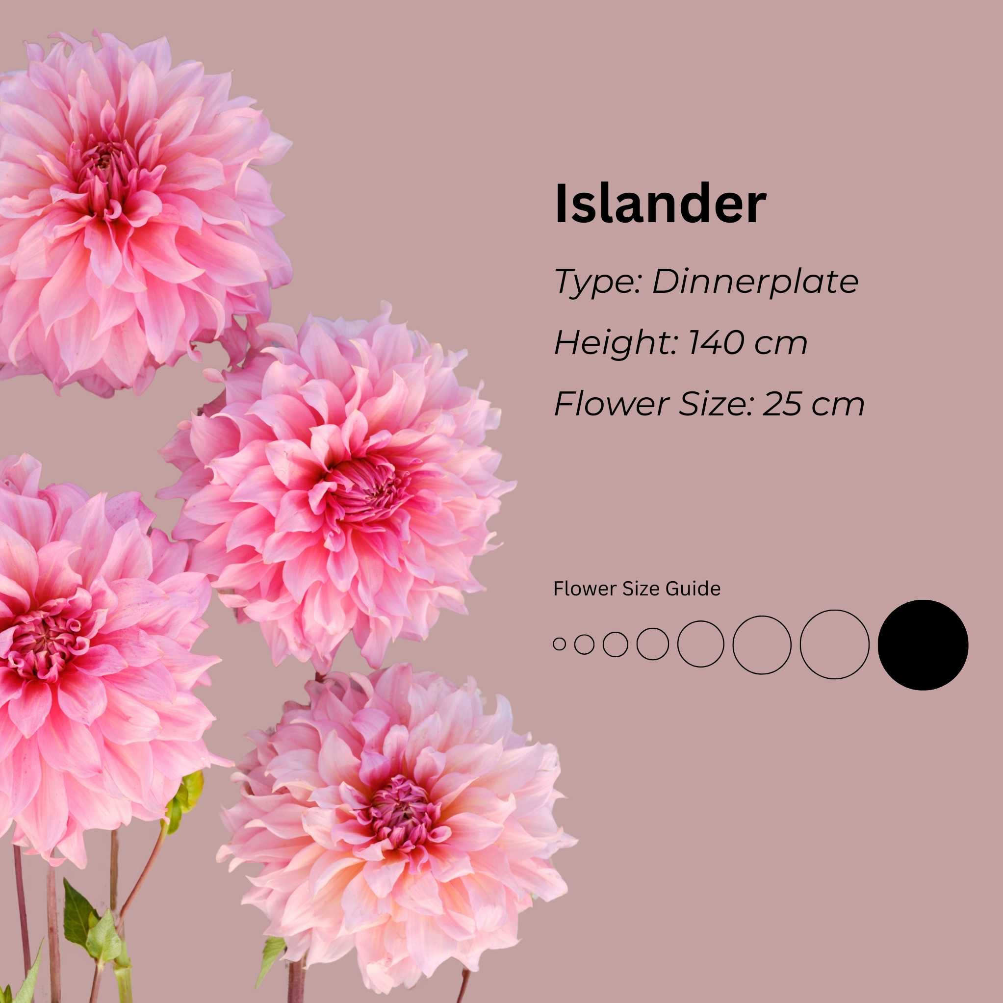 Islander* - Mount Mera Botanical - Dahlia