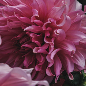 Islander - Mount Mera Botanical - Dahlia