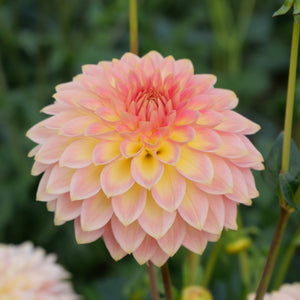 Joal Georgia - Mount Mera Botanical - Dahlia