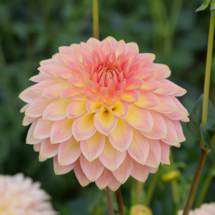 Joal Georgia - Mount Mera Botanical - Dahlia
