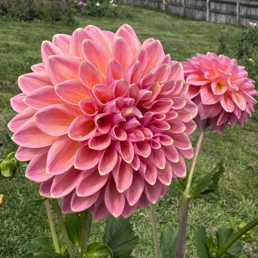 Joal Kaitlyn - Mount Mera Botanical - Dahlia