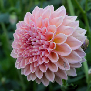 Joal Kaitlyn - Mount Mera Botanical - Dahlia