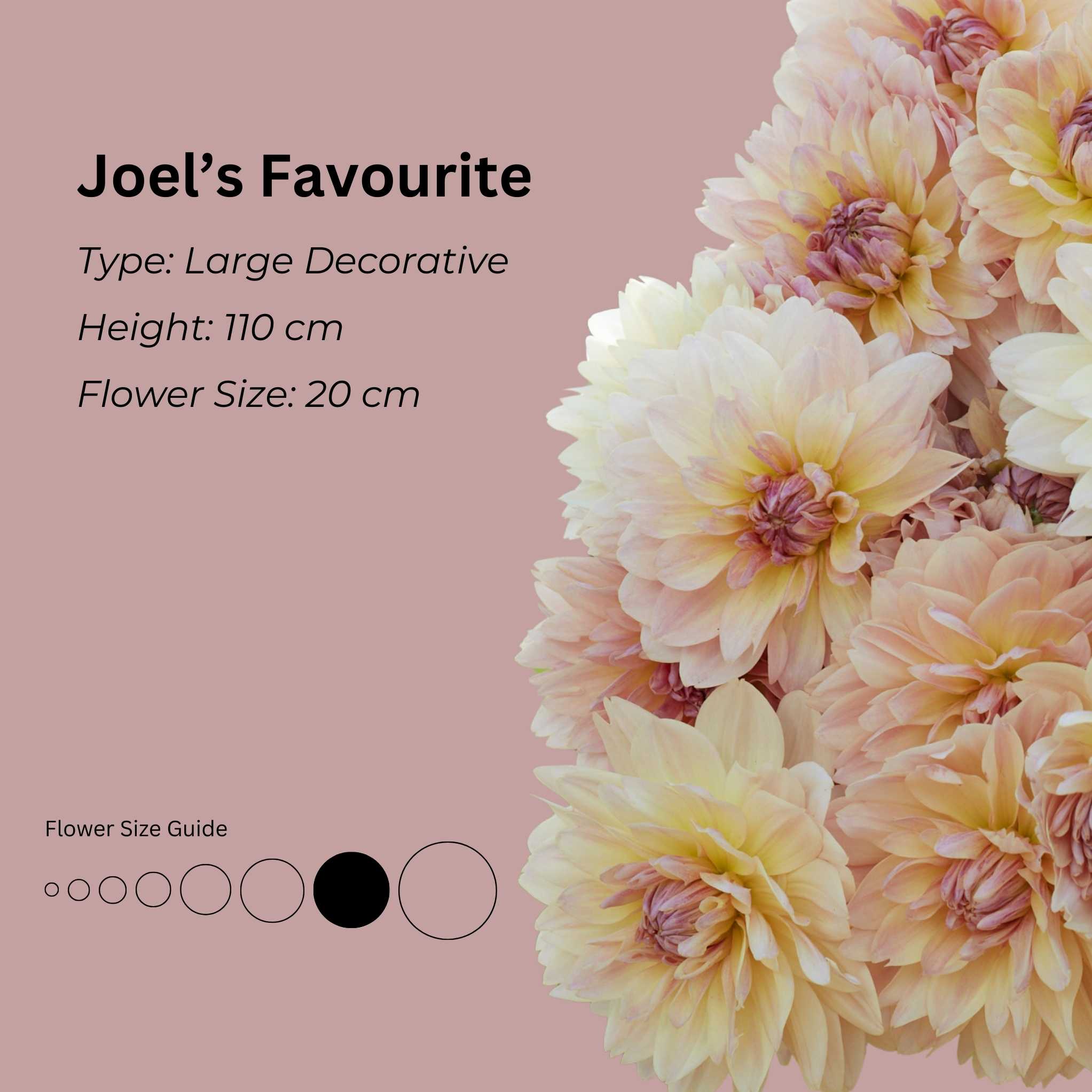 Joels Favourite* - Mount Mera Botanical - Dahlia