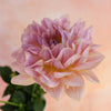 Joels Favourite - Mount Mera Botanical - Dahlia