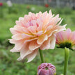 Joels Favourite - Mount Mera Botanical - Dahlia