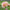 Joels Favourite - Mount Mera Botanical - Dahlia