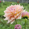 Joels Favourite - Mount Mera Botanical - Dahlia