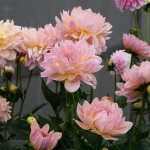 Joels Favourite - Mount Mera Botanical - Dahlia