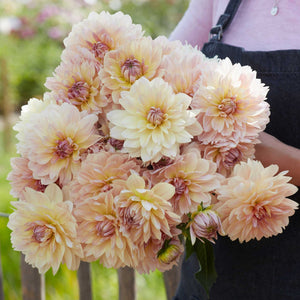 Joels Favourite* - Mount Mera Botanical - Dahlia