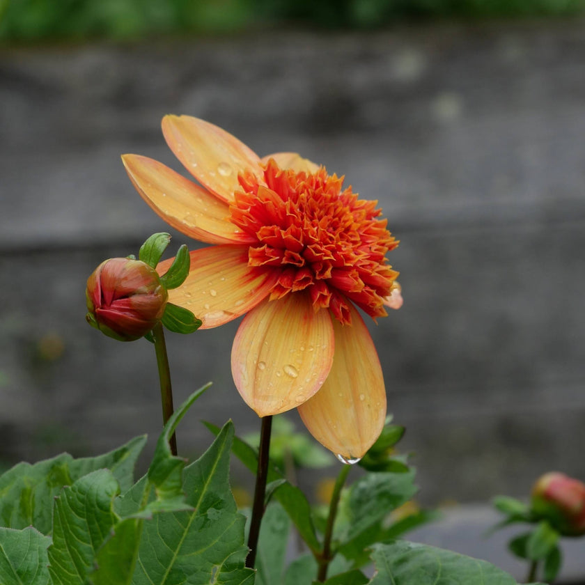 Josie - Mount Mera Botanical - Dahlia