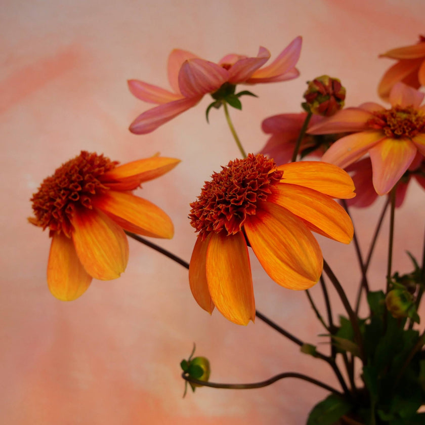 Josie - Mount Mera Botanical - Dahlia