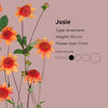 Josie * - Mount Mera Botanical - Dahlia