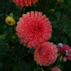 Jowey Linda - Mount Mera Botanical - Dahlia