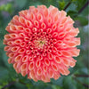 Jowey Linda - Mount Mera Botanical - Dahlia