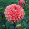 Jowey Linda - Mount Mera Botanical - Dahlia