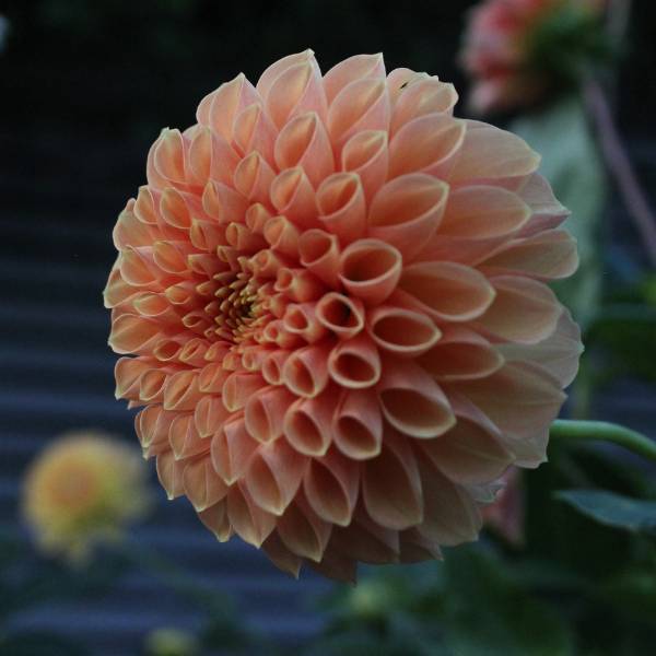 Jowey Linda - Mount Mera Botanical - Dahlia