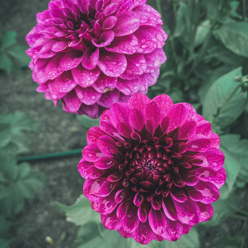 Jowey Veronique - Mount Mera Botanical - Dahlia