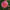 Jowey Winnie - Mount Mera Botanical - Dahlia