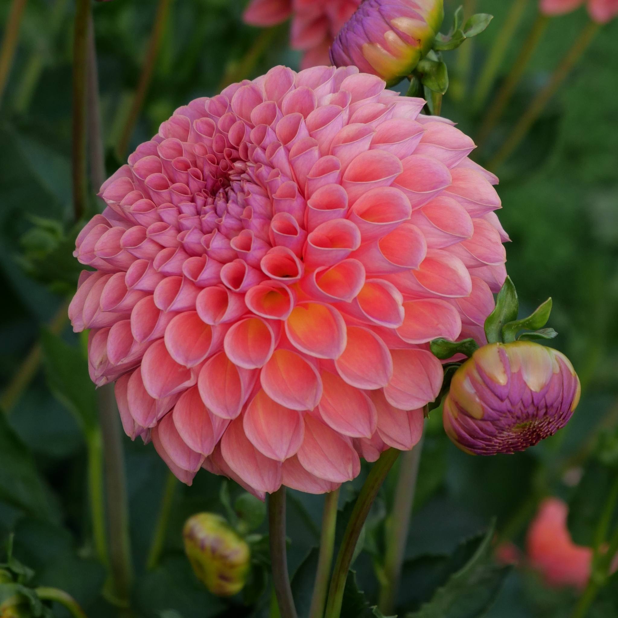 Jowey Winnie - Mount Mera Botanical - Dahlia