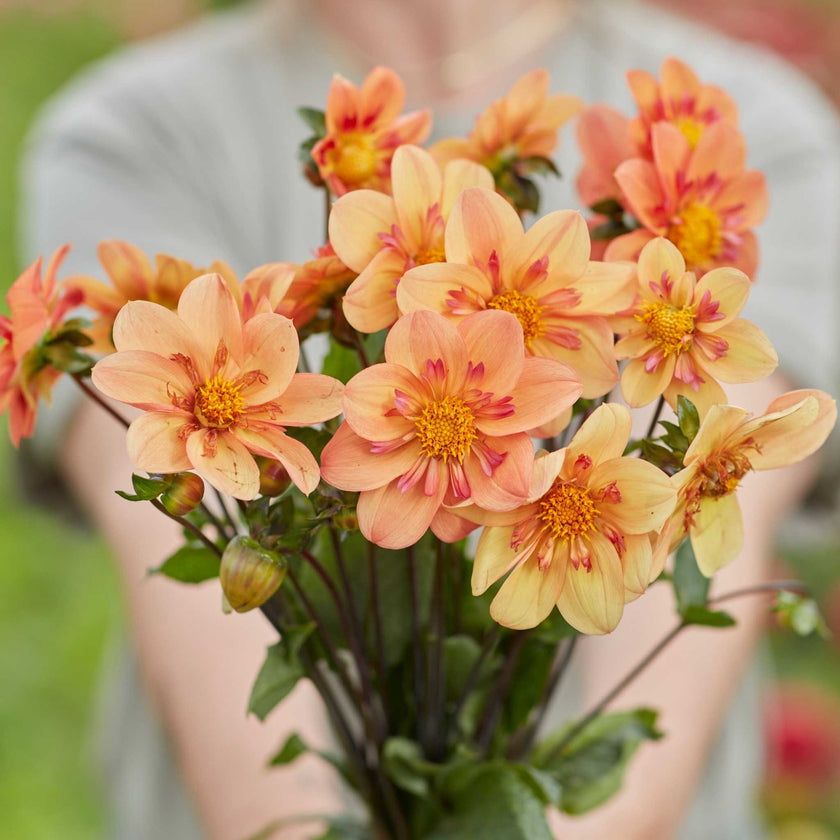 Kelsey Anne Joy * - Mount Mera Botanical - Dahlia