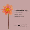 Kelsey Anne Joy * - Mount Mera Botanical - Dahlia