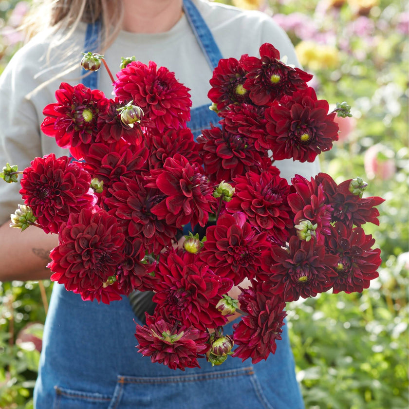 Kingsblood - Mount Mera Botanical - Dahlia
