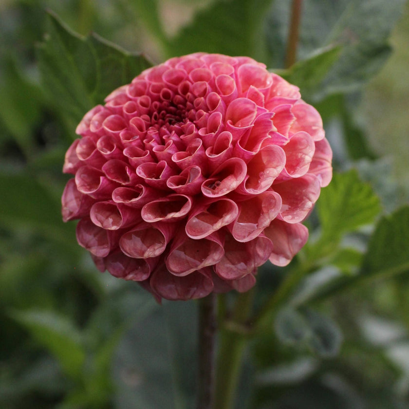 Kokopuff - Mount Mera Botanical - Dahlia