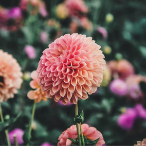 L.A.T.E (VIP) Limit 1 - Mount Mera Botanical - Dahlia