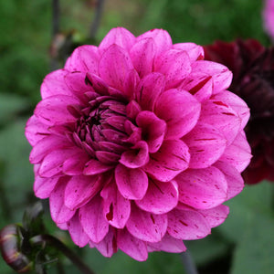 Laughing Lizzy - Mount Mera Botanical - Dahlia