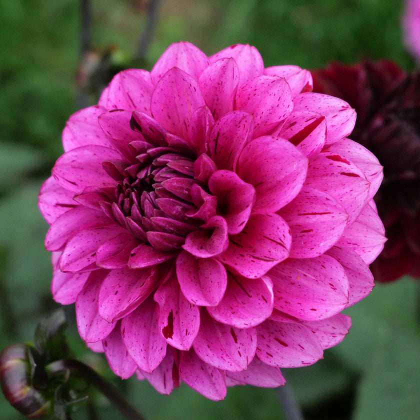 Laughing Lizzy - Mount Mera Botanical - Dahlia