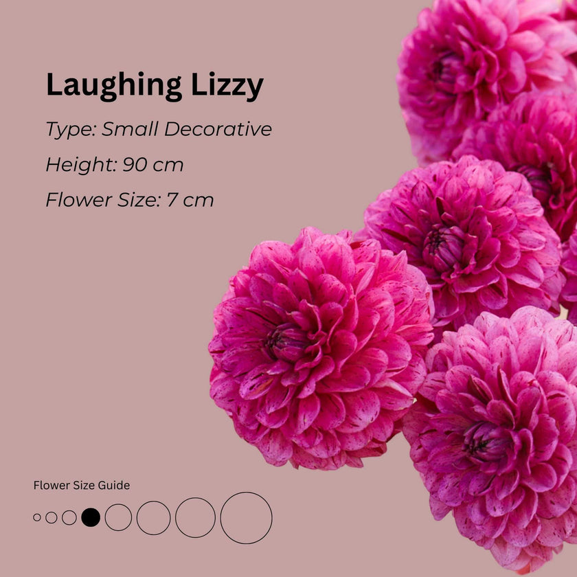 Laughing Lizzy * - Mount Mera Botanical - Dahlia