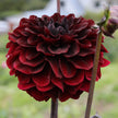 Laughing Lizzy - Mount Mera Botanical - Dahlia