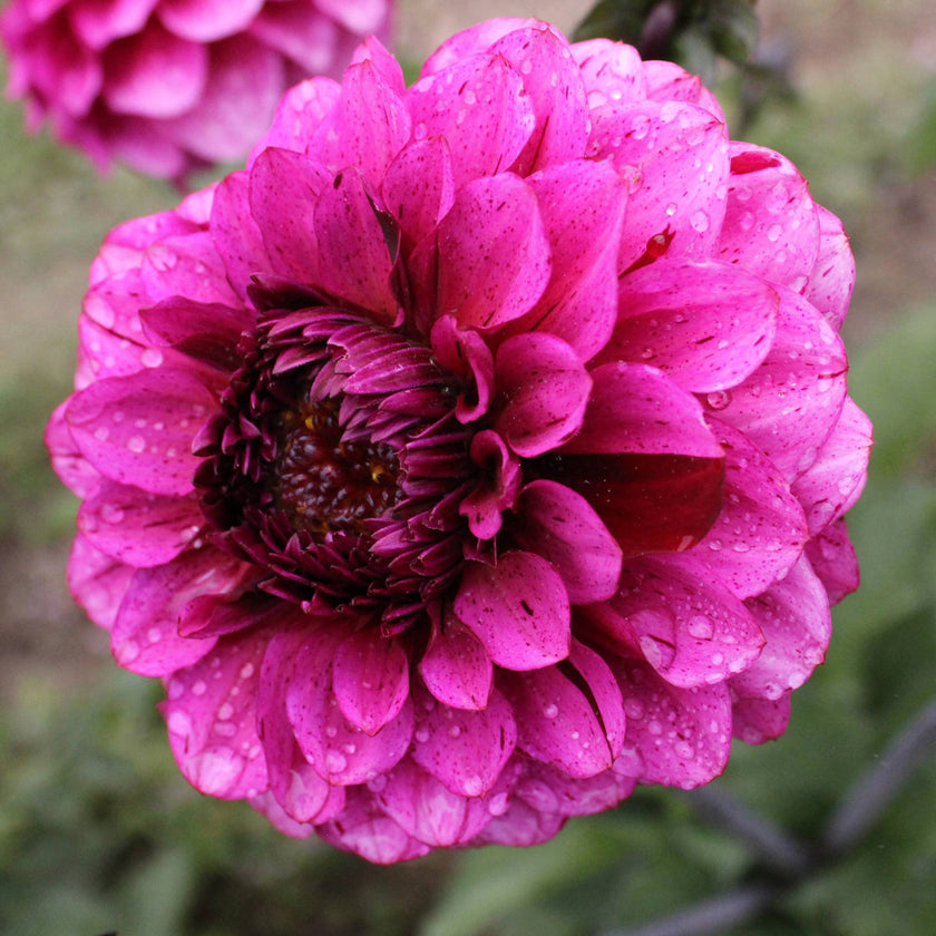 Laughing Lizzy - Mount Mera Botanical - Dahlia