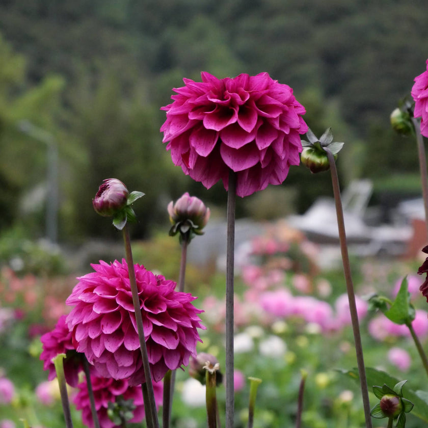 Laughing Lizzy - Mount Mera Botanical - Dahlia