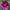 Laughing Lizzy - Mount Mera Botanical - Dahlia